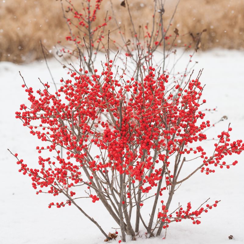 Ilex verticillata Berry Poppins® in a snowy field.