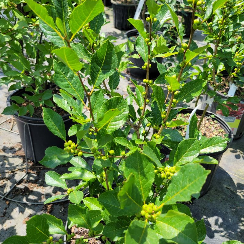 Glossy foliage and green, developing berries of Ilex verticillata Magical® Winter Jewel (Dwarf Winterberry Holly) grown in 3-gallon pots.