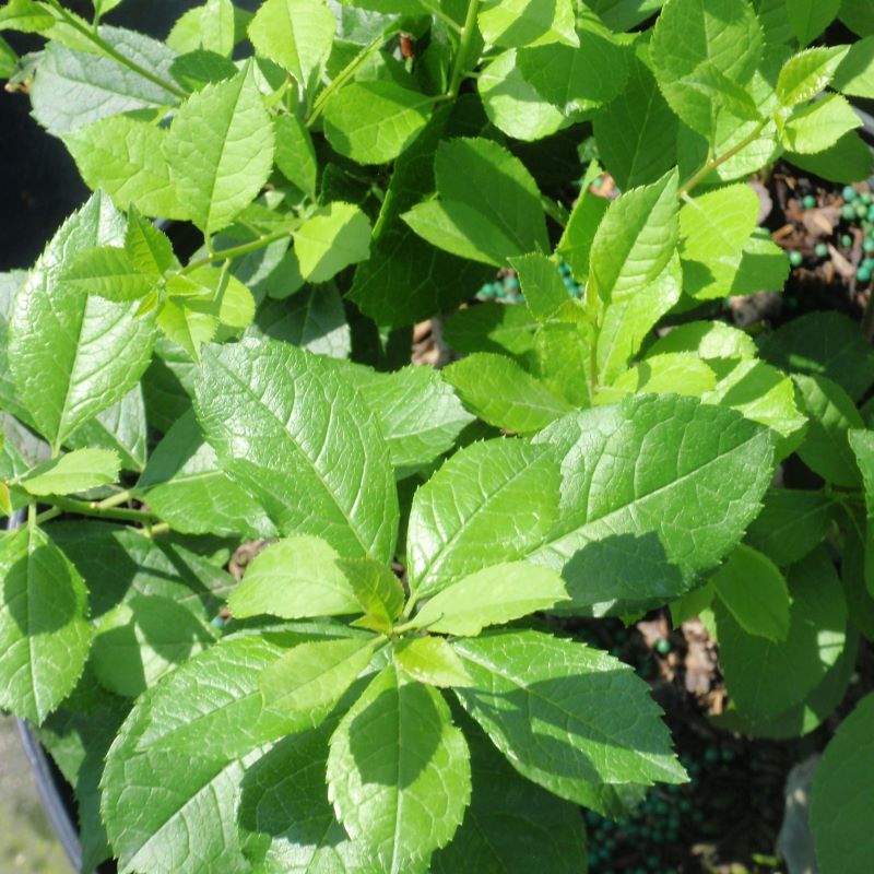 Green leaves of a young Ilex verticillata Mr. Poppins®
