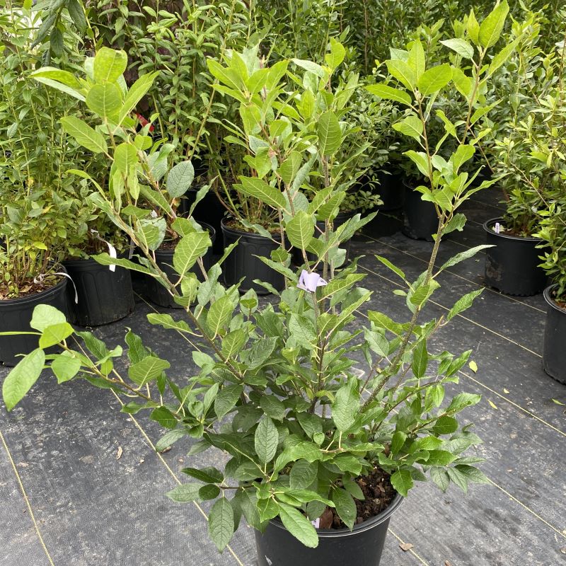 winterberry house plant Ilex verticillata 'Southern Gentleman' (Male Winterberry)
