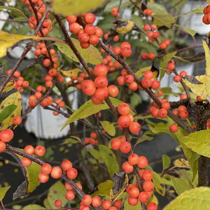 Orange berries of Ilex verticillata 'Winter Gold'