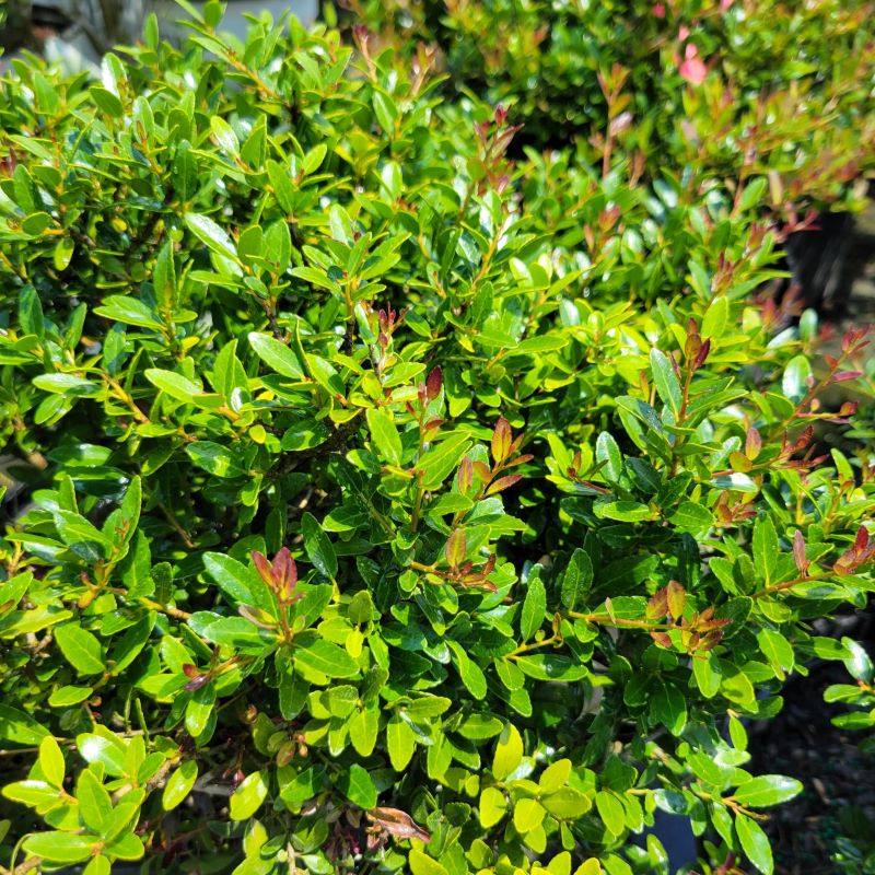 Small, glossy, evergreen foliage of Ilex vomitoria Bordeaux® (Dwarf Yaupon Holly) tipped with wine-red new growth.