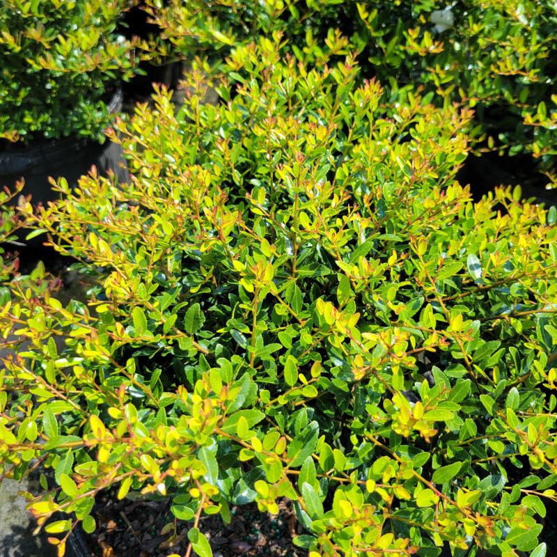Small, glossy, evergreen foliage of Ilex vomitoria 'Nana' (Dwarf Yaupon Holly)