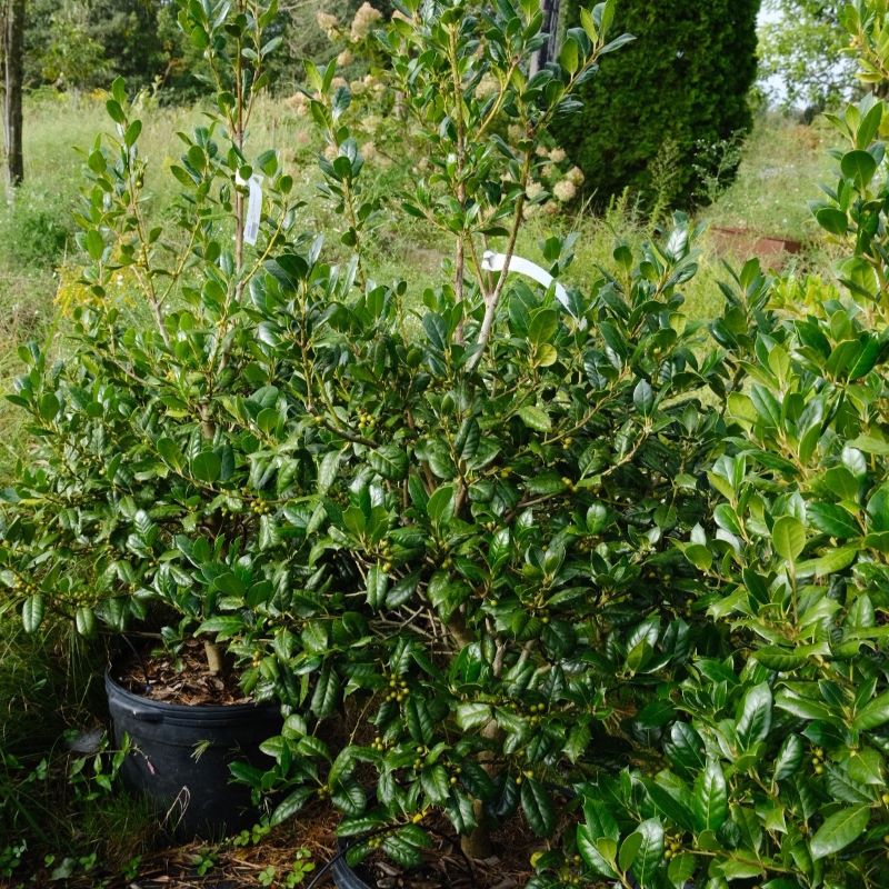 Green foliage of Nellie R. Stevens holly with green berries in 10 gallon