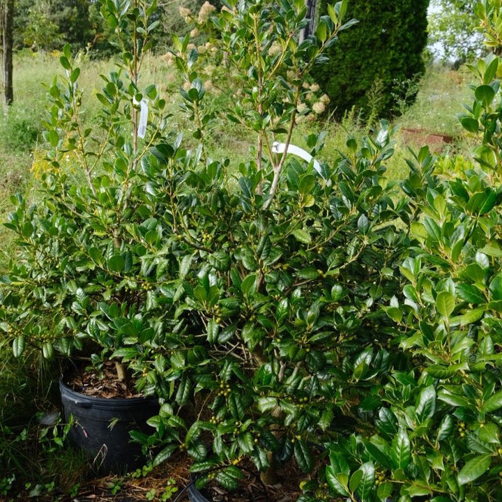 Green foliage of Nellie R. Stevens holly with green berries in 10 gallon