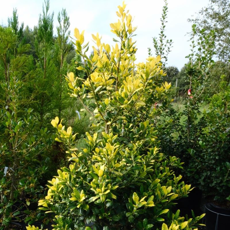 Ilex x 'Whoa Nellie' (Golden Nellie Stevens Holly) – Unity