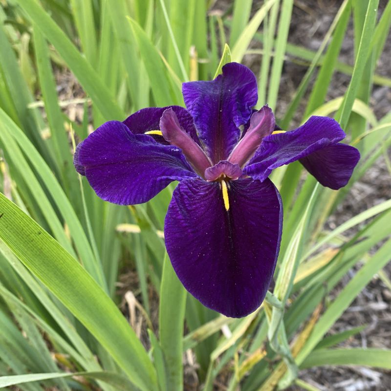 Deep purple petals of Iris Black Gamecock (Louisiana Iris) with green spear like foliage in background