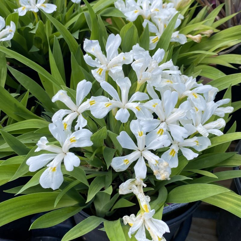 Iris cristata 'Tennessee White' (Dwarf Crested Iris)