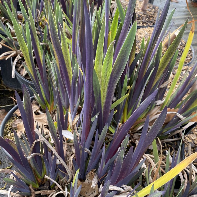 Iris versicolor 'Purple Flame' (Blue Flag Iris) Unity Grown