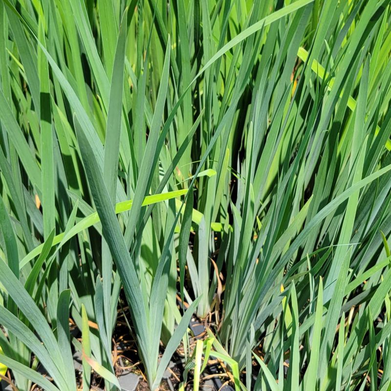 A photo of the tall, densely-clustered sword-like foliage of Iris virginica var. shrevei (southern blue flag) irises grown as LP50 plugs