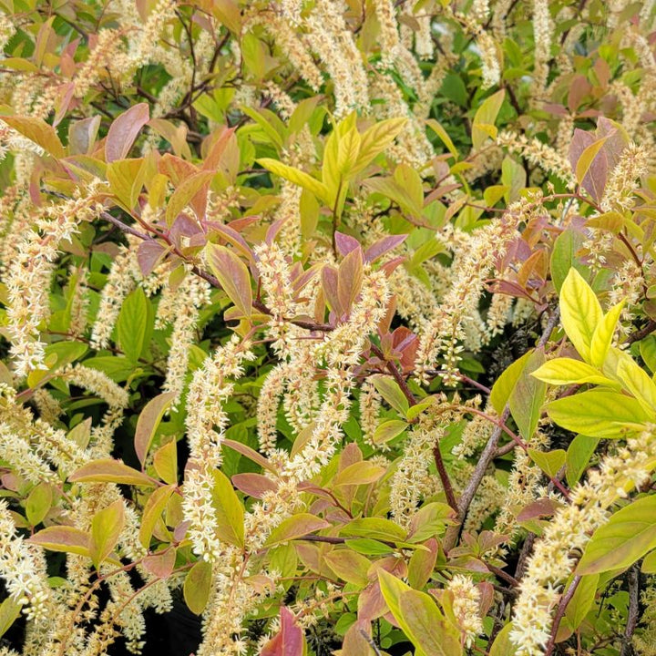 A photo of the showy, profuse flower spikes of Itea virginica 'Henry's Garnet'