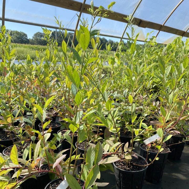 Young Itea virginica 'Henry's Garnet' in 1-gallon pots.