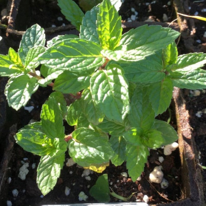 Young Julep mint springs grown in a 4" pot.