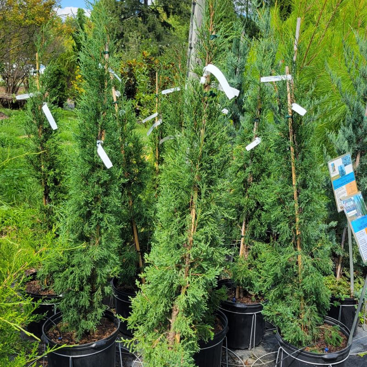 Narrow growth behavior of Juniperus virginiana 'Taylor' (Taylor Juniper) grown in 7-gallon pots.
