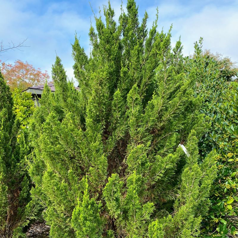 Green Juniperus chinensis (Spartan Juniper) tree.