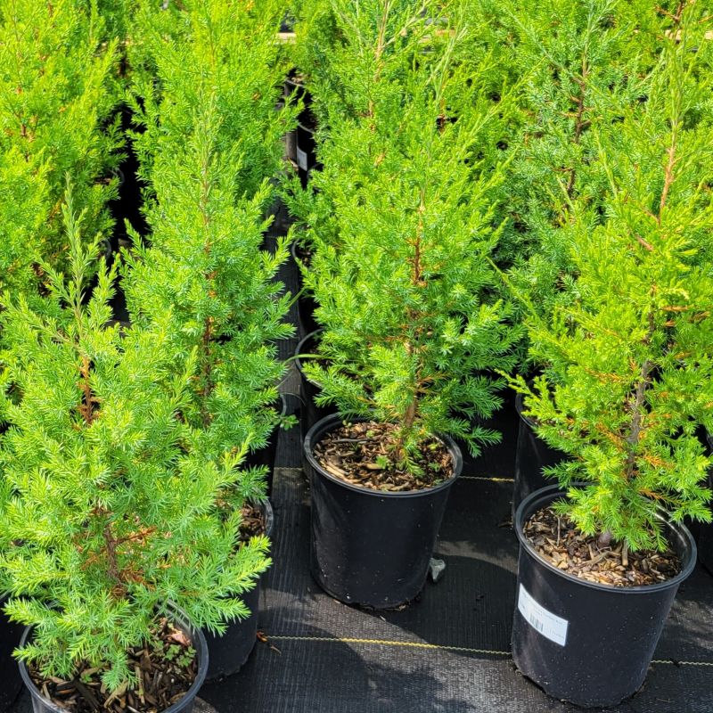 A photo of a group of small Juniperus virginiana (eastern red cedar) trees grown in 1-gallon containers