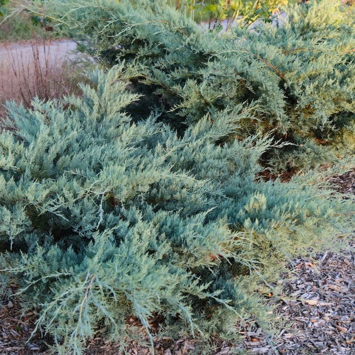 Juniperus virginiana 'Grey Owl'