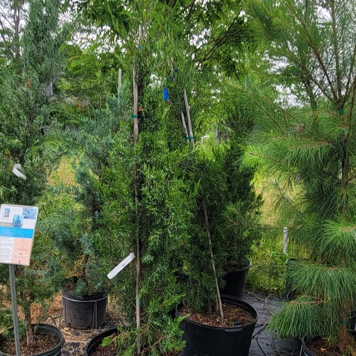 A photo of several Juniperus virginiana 'Hillspire' specimens grown in 15-gallon containers