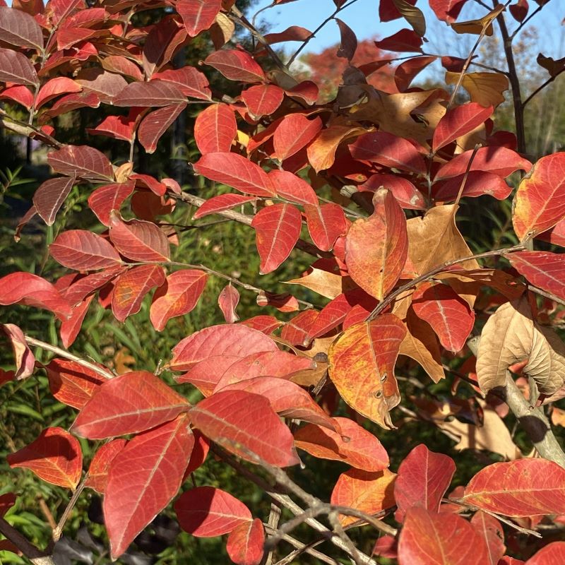Close-up of orange red Lagerstroemia indica 'Natchez' fall foliage.