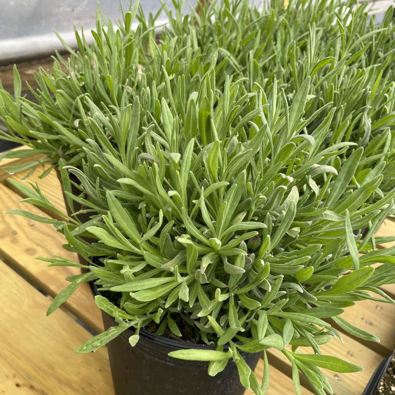 phenomenal lavender plant Lavandula x intermedia 'Phenomenal' (Lavender) – Unity Church Hill Nursery, LLC