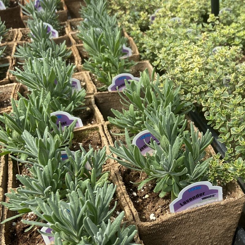 'Hidcote' lavender grown in 4" jiffy pots alongside variegated thyme.