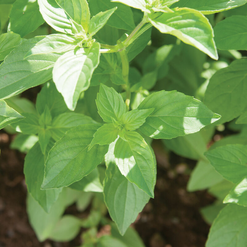 Bright-green colored 'Mrs. Burns' lemon basil leaves.