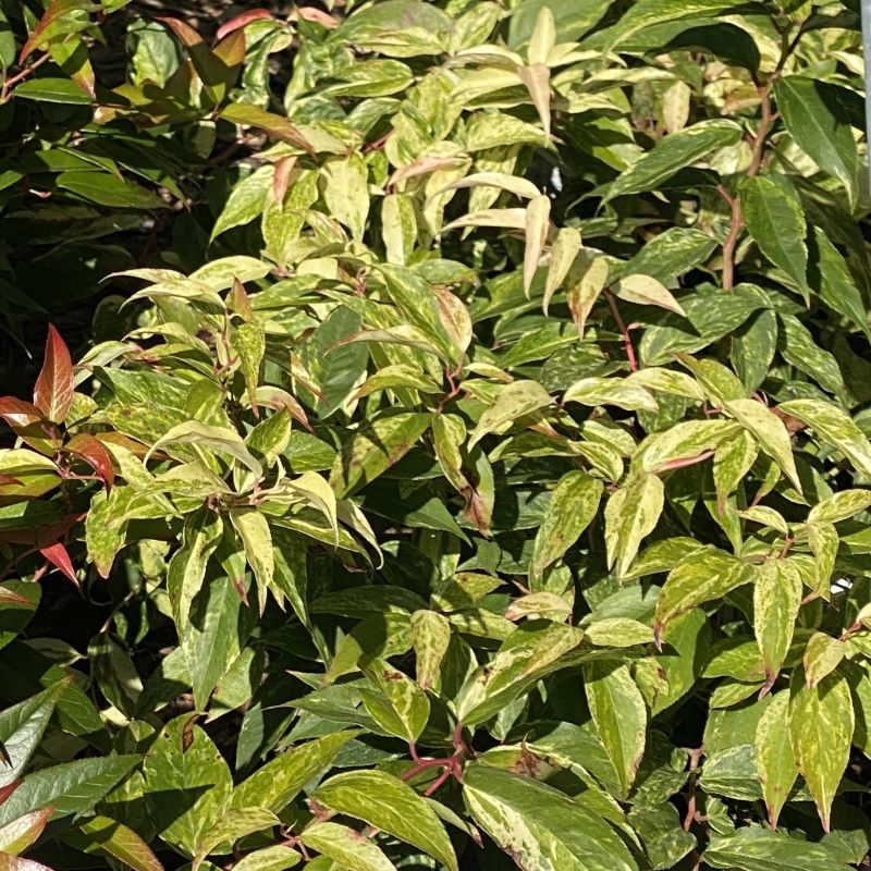 Variegated foliage of Leucothoe fontanesiana 'Rainbow'