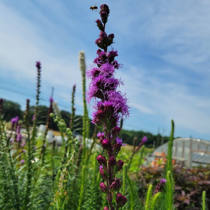 Bright spike of magenta-purple flowers atop a stem of Liatris ligulistylis (Meadow Blazing Star) with a pollinating bee.