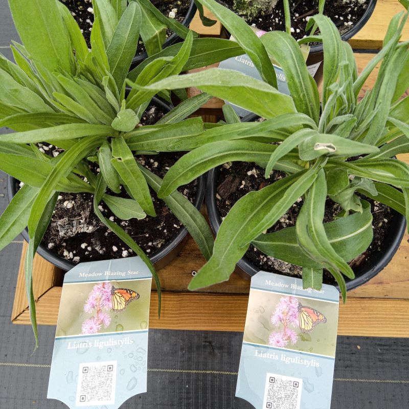 Foliage of Liatris ligulistylis, also called Rocky Mountain gayfeather.