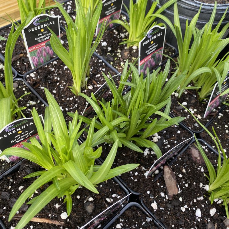 Liatris spicata 'Kobold' (Blazing Star)