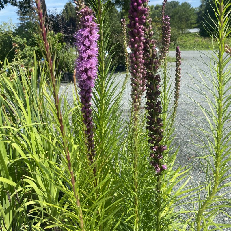 Close-up of the flower buds and fluffy purple flowers of Liatris spicata (Dense Blazing Star).