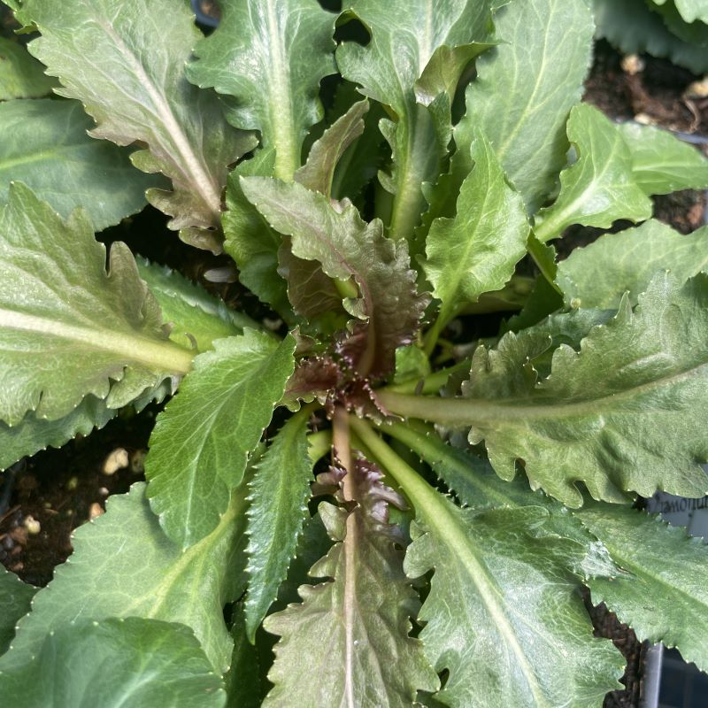 Lobelia cardinalis foliage