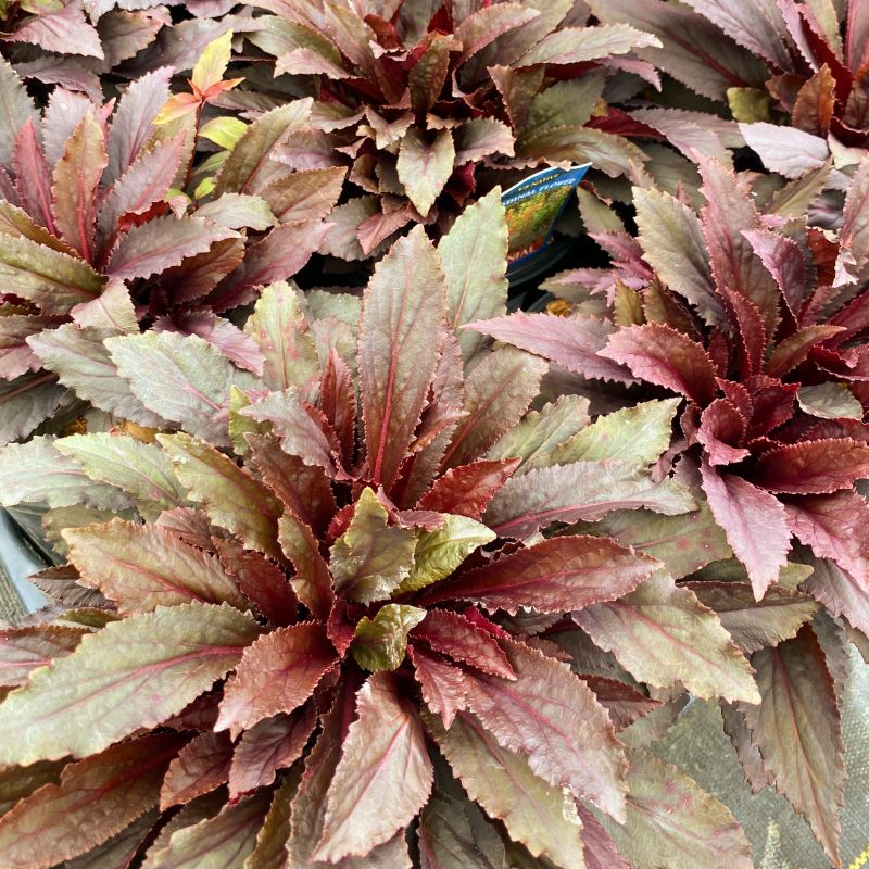 Close-up of the purple colors in young Lobelia cardinalis 'Black Truffle' foliage.