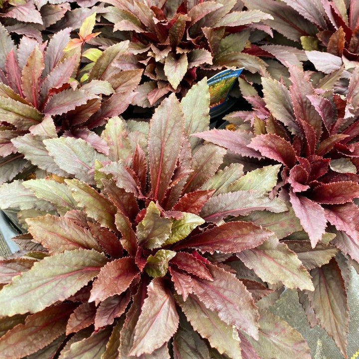 Close-up of the purple colors in young Lobelia cardinalis 'Black Truffle' foliage.