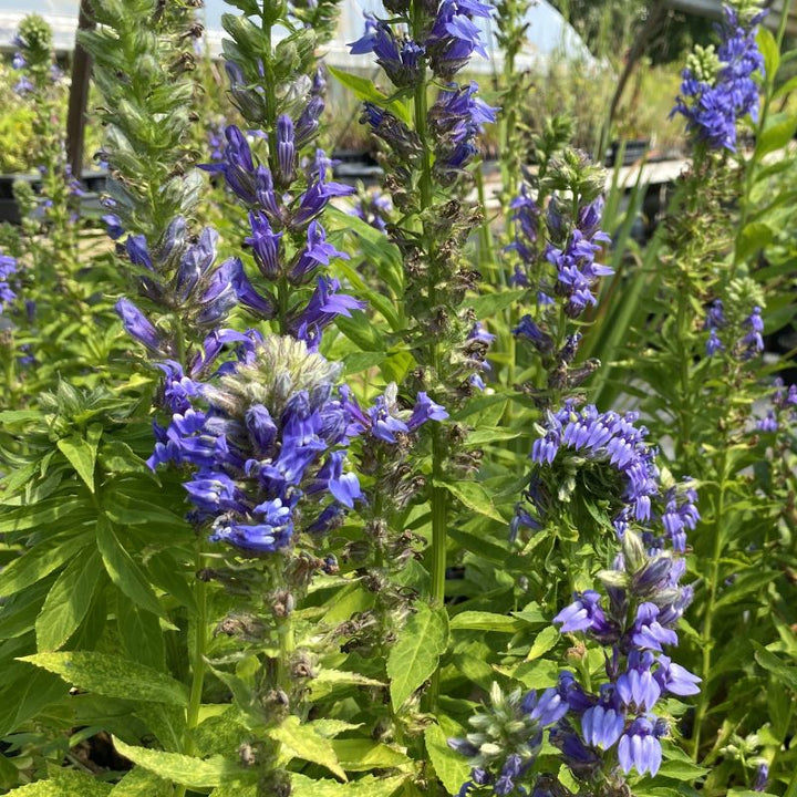 Close-up of the dense blue flower clusters of Lobelia siphilitica (Great Blue Lobelia).