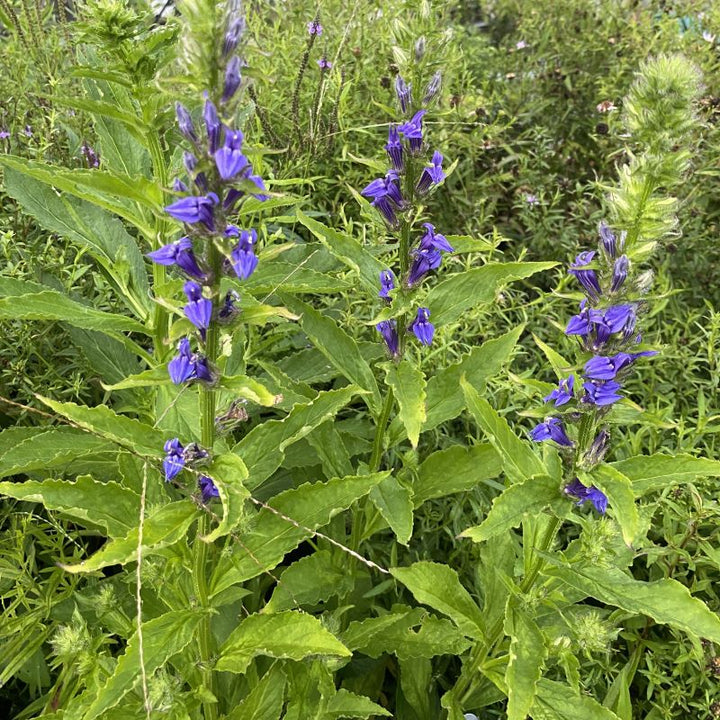 Lobelia siphilitica (Great Blue Lobelia) in bloom with vibrant blue flowers.