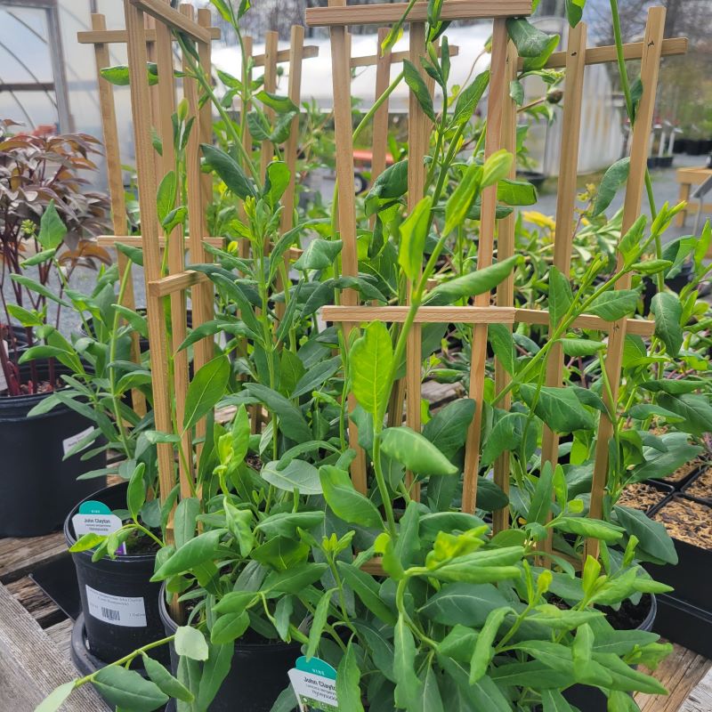 honeysuckle plants in pots Lonicera sempervirens 'John Clayton' (Coral Honeysuckle) – Unity Church  Hill Nursery, LLC