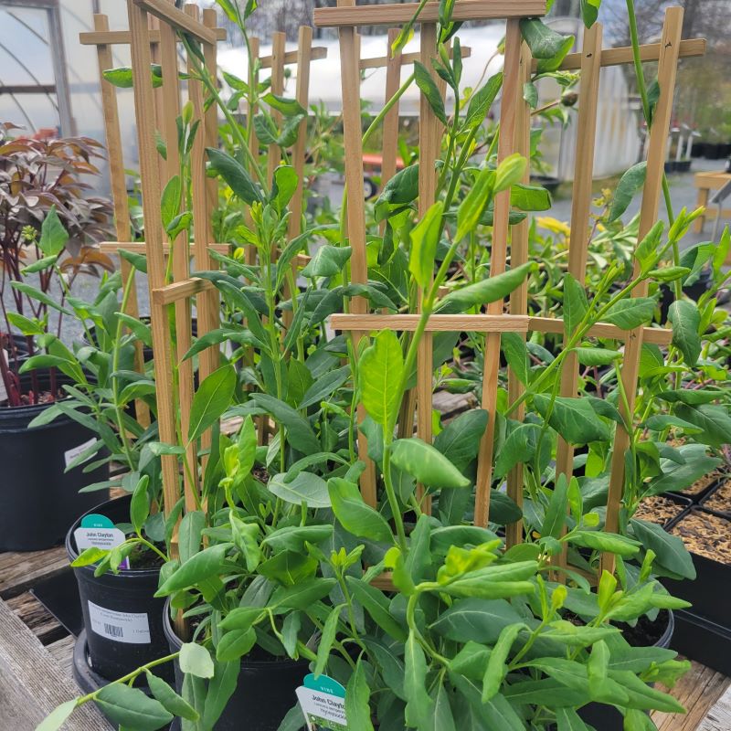 Lonicera sempervirens 'John Clayton' honeysuckle grown on trellises in gallon-sized pots