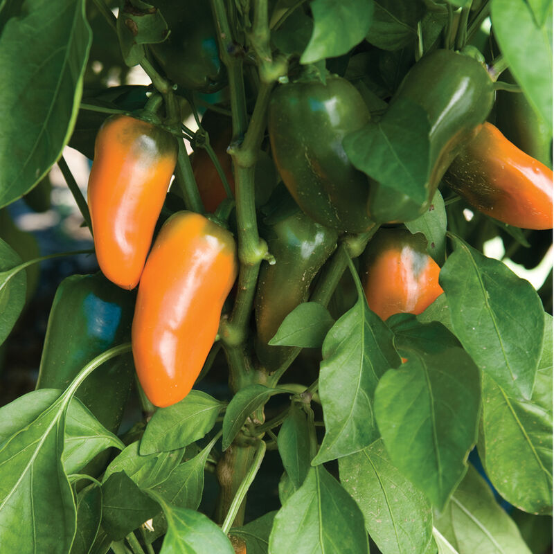 A close-up photo of ripe and unripened Orange Lunchbox peppers on the pepper bush.