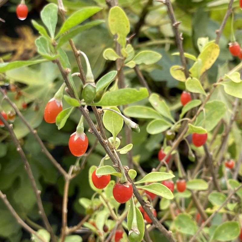 Lycium barbarum 'Phoenix Tears' with small green leaves and red berries.