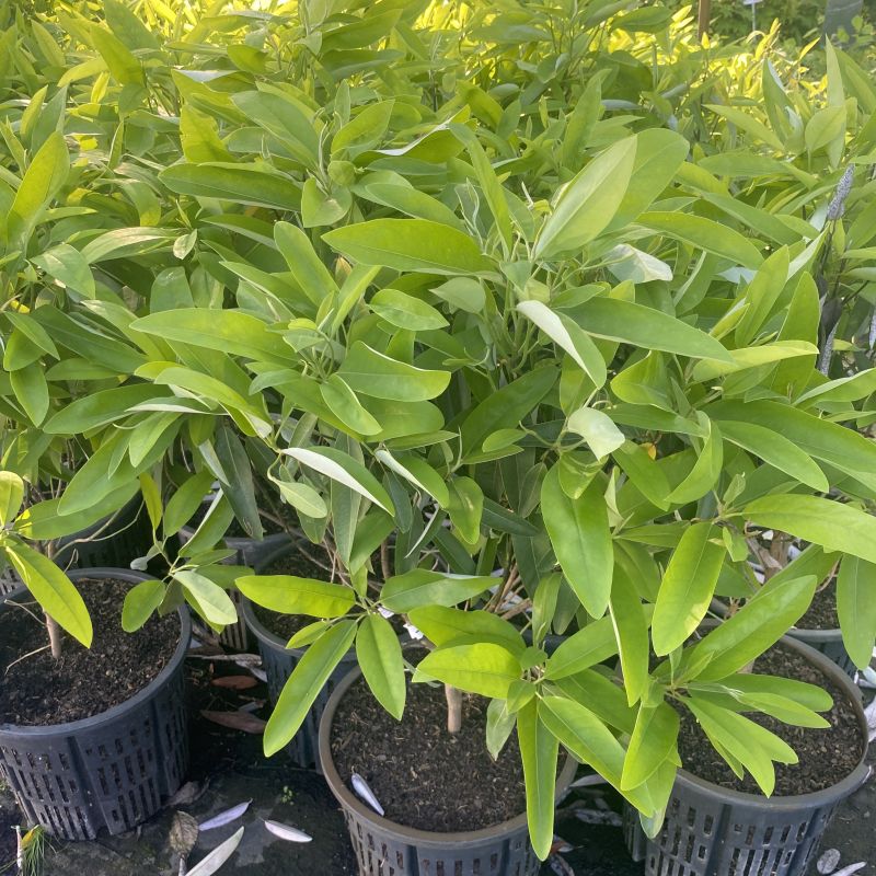 Magnolia virginiana var. australis 'Perry Paige' Sweet Thing® (Dwarf Sweetbay Magnolia) Unity Grown
