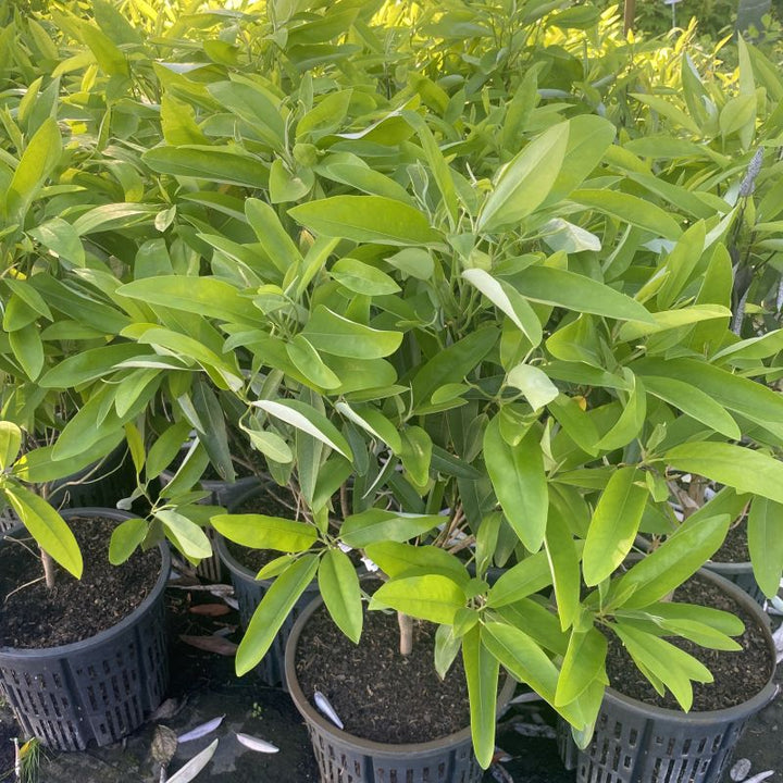 Magnolia virginiana var. australis 'Perry Paige' Sweet Thing® (Dwarf Sweetbay Magnolia) Unity Grown