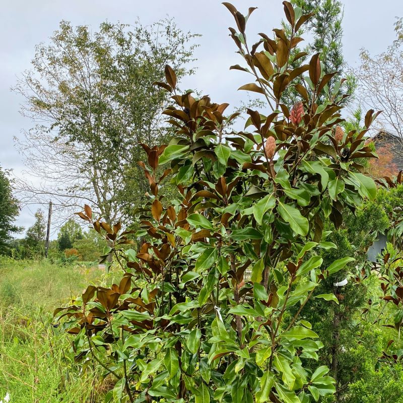 Upper branches of Magnolia grandiflora 'Bracken's Brown Beauty' with green leaves and developing fruits.