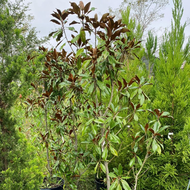 Magnolia grandiflora 'Kay Parris' grown in 15-gallon pots with brown and green leaves.