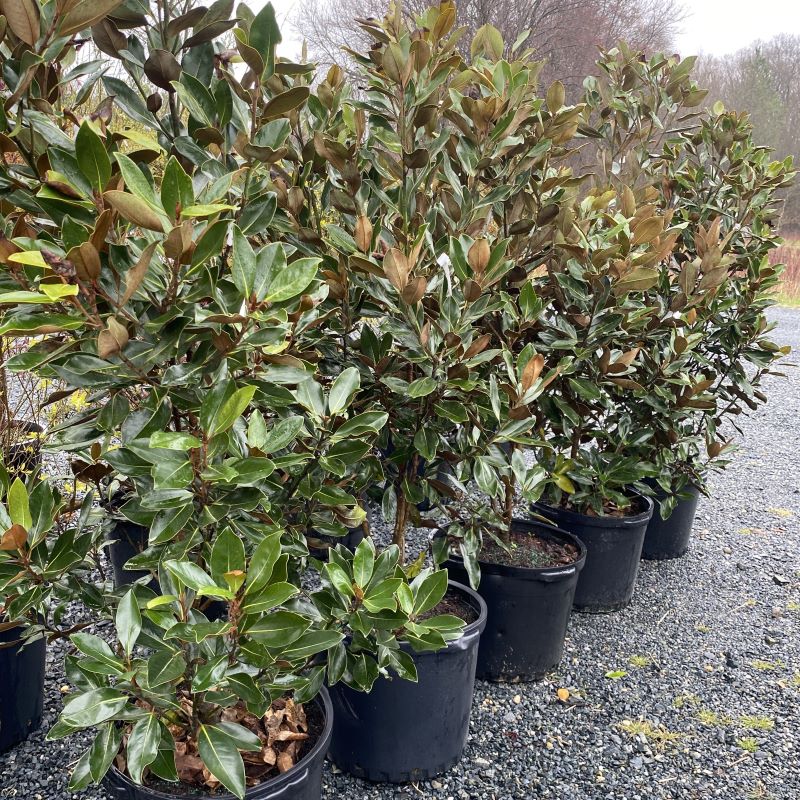 Magnolia grandiflora 'Little Gem' (Southern Magnolia)