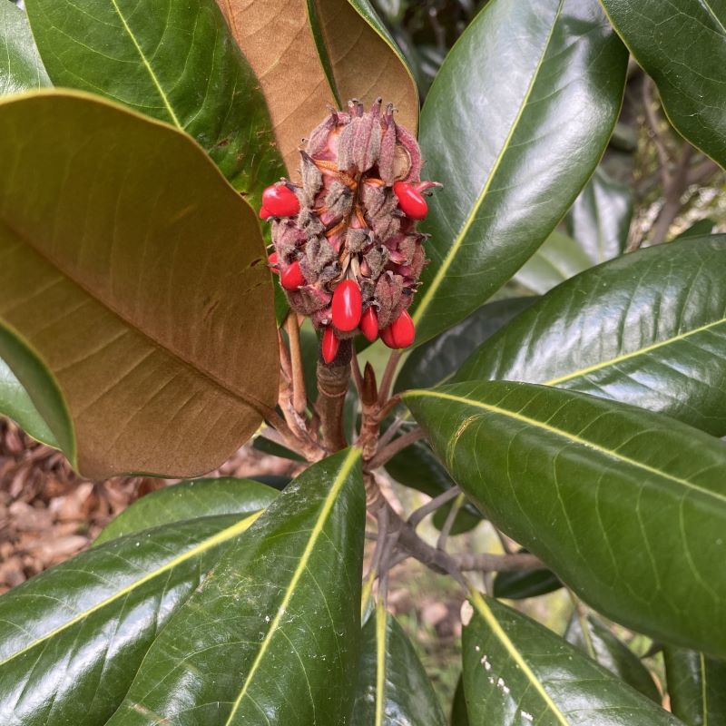 Magnolia grandiflora 'Little Gem' (Southern Magnolia)