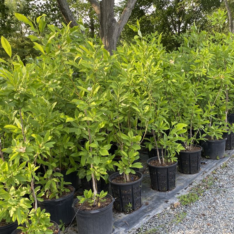 A group of sweet bay magnolia, magnolia virginiana, trees in pots. 