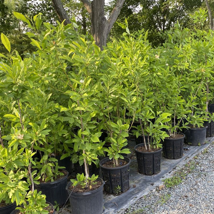 A group of sweet bay magnolia, magnolia virginiana, trees in pots.