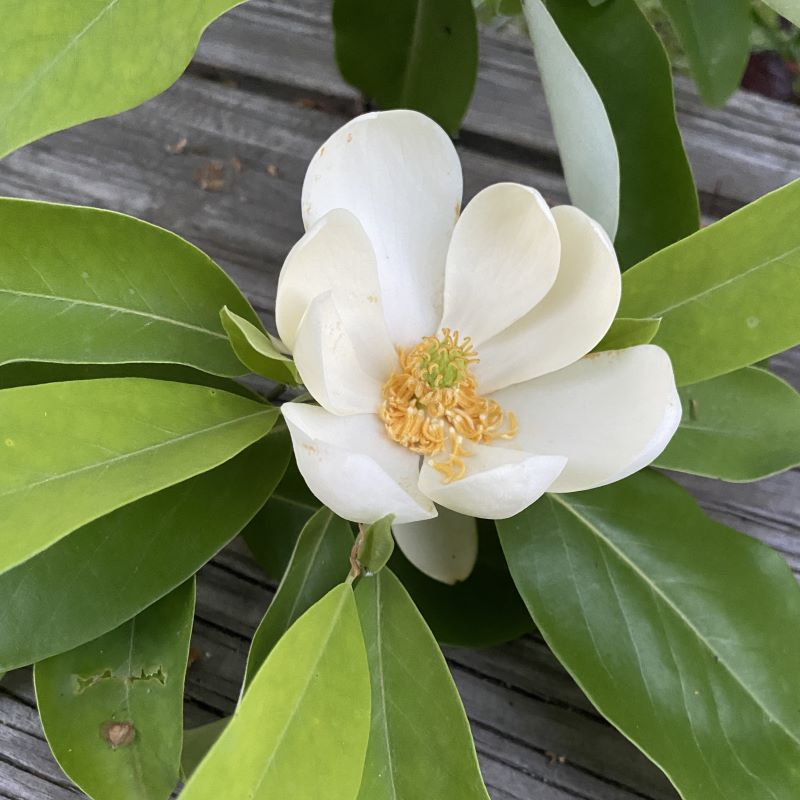 A close up of a white magnolia virginiana flower.