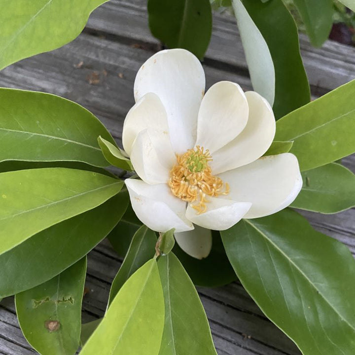 A close up of a white magnolia virginiana flower.
